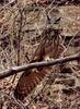 기지개 켜는 거 처음 보느냐!! | 수리부엉이 Bubo bubo (Eurasian Eagle Owl)