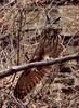 기지개 켜는 거 처음 보느냐!! | 수리부엉이 Bubo bubo (Eurasian Eagle Owl)