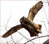 이래도 무섭지 않다는 말이냐! | 수리부엉이 Bubo bubo (Eurasian Eagle Owl)
