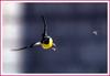 먹이 사냥하는 노랑할미새 | 노랑할미새 Motacilla cinerea (Gray Wagtail)