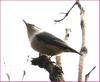 이 녀석 이름은 뭘까요...? | 동고비 Sitta europaea (Eurasian Nuthatch)