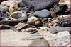 강바닥에서 어렵게 찾아낸 꼬마물떼새의 둥지? | 꼬마물떼새 Charadrius dubius curonicus (Little Ringed Plover)