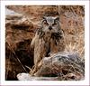 저놈, 오늘은 혼자 온 거 같은데, | 수리부엉이 Bubo bubo (Eurasian Eagle Owl)