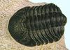 Trilobytes