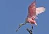 Roseate Spoonbill