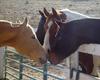 Butter, Comanche, Dakota and Thunder