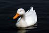 Anas platyrhynchos domesticus (Domestic Duck)