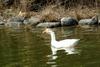 중국거위 Anser cygnoides (Swan Goose)