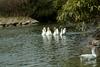 중국거위 Anser cygnoides (Swan Geese)