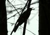 Silhouette of a Brown-eared Bubul in dusk