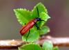Red Beetle