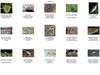 Misc Snakes - !! Snake Contact Sheet 001