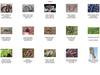 Misc Snakes - !! Snake Contact Sheet 002