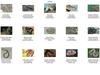 Misc Snakes - !! Snake Contact Sheet 003