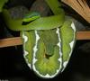 Misc Snakes - Amazonian Vine Snake (Oxybelis fuligidus) and Emerald Tree Boa (Corallus canina)