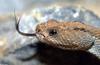 Misc Snakes - Aruba Island Rattlesnake (Crotalus unicolor)037