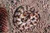 Misc Snakes - Canebrake Rattlesnake (Crotalus horridus atricaudatus)0100lr