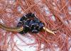 Misc Snakes - Eastern Kingsnake (Lampropeltis getula getula)0001