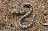 Misc Snakes - Eastern Milk Snake (Lampropeltis triangulum triangulum)009