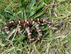 Misc Snakes - Eastern Milk Snake (Lampropeltis triangulum triangulum)099921