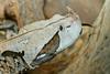 Misc Snakes - Gaboon Viper (Bitis gabonica)519