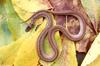 Misc Snakes - Northern Brown Snake (Storeria dekayi dekayi)499909