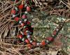 Misc Snakes - Scarlet Snake (Cemophora coccinea)009992