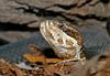 Misc Snakes - cottonmouth 4