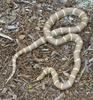 Misc Snakes - California Kingsnake