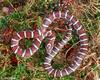 Misc Snakes - emilkx