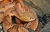 Misc Snakes - wet copperhead