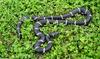 Misc Snakes - eastern kingsnake greensville co