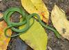 Misc Snakes - Rough Green Snake (Opheodrys aestivus aestivus)2