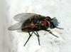 common fly