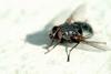Big fly in sunbathing