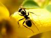 Ant on Korean Forsythia flower