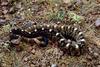 Black-tailed Rattlesnake (Crotalus molossus)