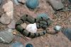 Banded Rock Rattlesnake (Crotalus lepidus klauberi)