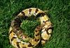 Timber Rattlesnake (Crotalus horridus)