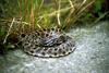 Pygmy Rattlesnake (Sistrurus miliarius )