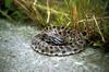 Pygmy Rattlesnake (Sistrurus miliarius )