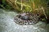 Pygmy Rattlesnake (Sistrurus miliarius )