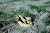 Prairie Rattlesnake (Crotalus viridis)