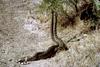 Rattlesnakes (Crotalus sp.)