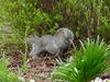 Gray squirrel