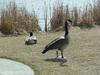 Canadian Geese
