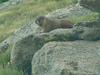 Marmot