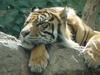 Sumatran Tiger