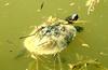 Red-eared Pond Slider (Trachemys scripta elegans)