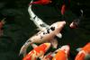 비단잉어 Cyprinus carpio (Koi/Fancy Carp)